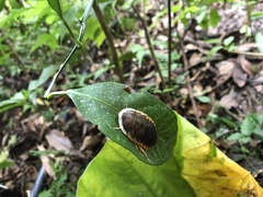 Opisthoplatia