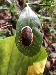 Opisthoplatia