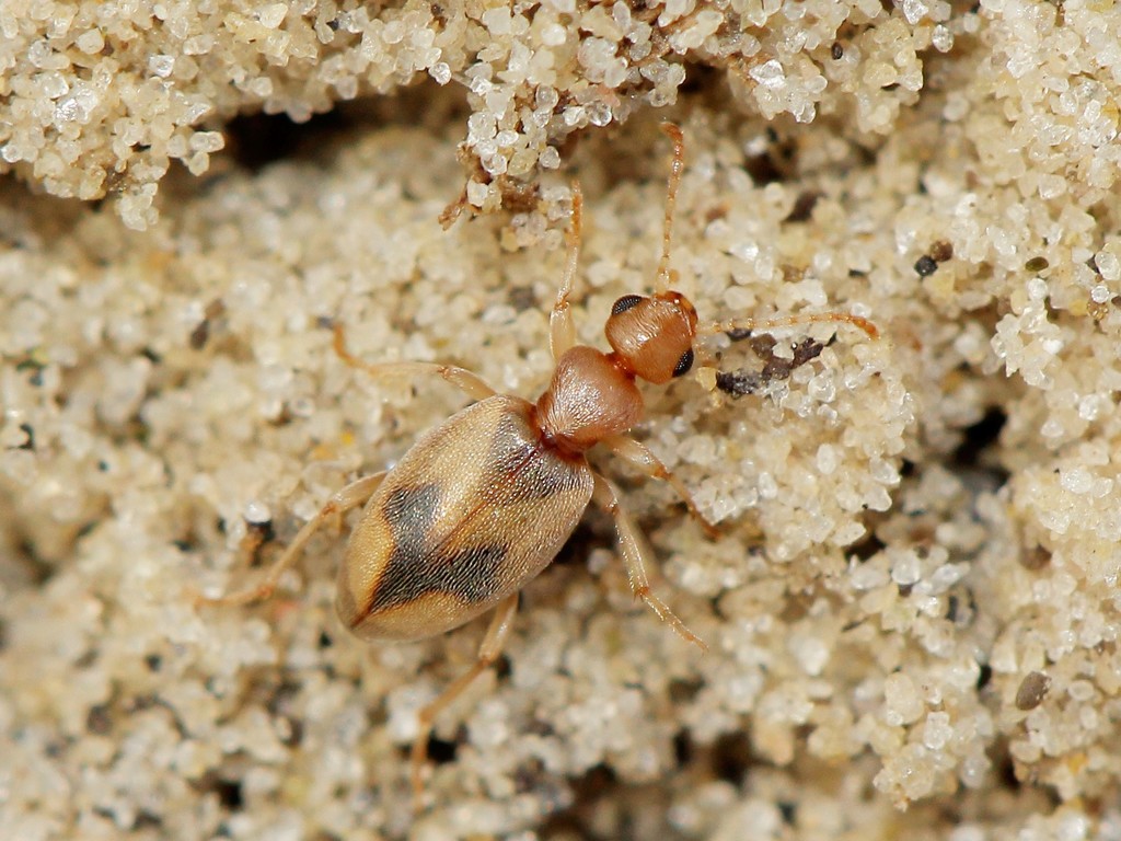 Anthicus bimaculatus