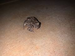 Anaxyrus fowleri