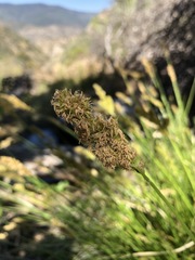 Carex alma