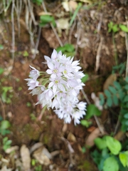 Allium membranaceum
