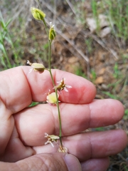 Streptanthus polygaloides
