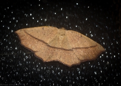 Planolocha obliquata