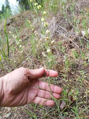 Streptanthus polygaloides