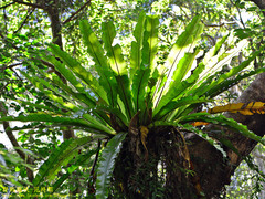 Thamnopteris