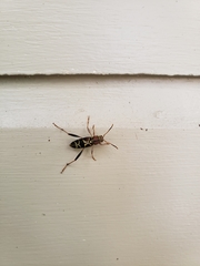 Neoclytus mucronatus