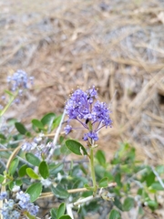 Ceanothus lemmonii