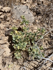 Acleisanthes nevadensis