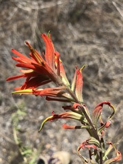 Castilleja subinclusa