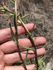 Castilleja subinclusa