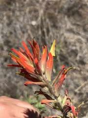 Castilleja subinclusa