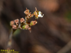 Odontochilus tashiroi