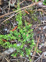 Pyxidanthera barbulata