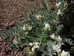 Astragalus parryi