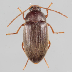 Hymenorus