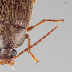 Hymenorus