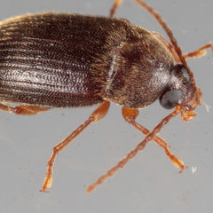 Hymenorus