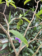 Aquilaria sinensis