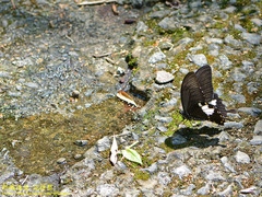 Papilio nephelus chaonulus