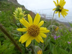 Arnica chamissonis
