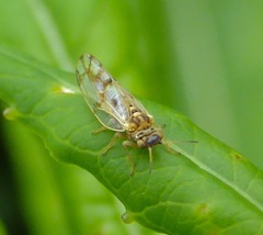 Craspedolepta nebulosa