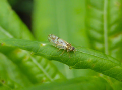 Craspedolepta nebulosa
