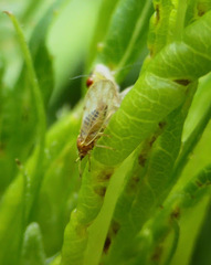 Craspedolepta nebulosa