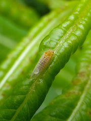 Craspedolepta nebulosa