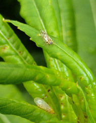 Craspedolepta nebulosa