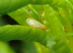 Craspedolepta nebulosa