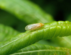 Craspedolepta nebulosa