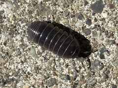 Armadillidium vulgare