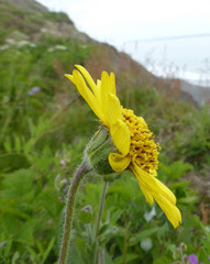 Arnica chamissonis