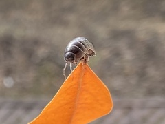 Armadillidium vulgare