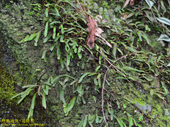 Pyrrosia linearifolia