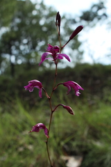 Bletia greenwoodiana