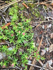 Pyxidanthera barbulata