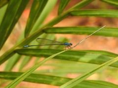 Archibasis oscillans