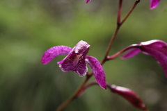 Bletia greenwoodiana