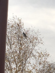 Hemiphaga novaeseelandiae novaeseelandiae