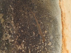 Cnemaspis littoralis