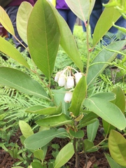 Lyonia mariana
