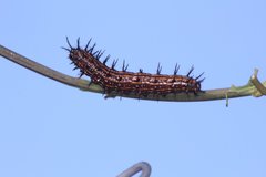 Dione vanillae maculosa