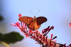 Dione vanillae maculosa