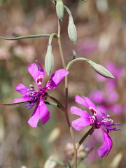 Clarkia xantiana