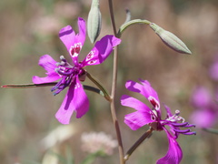 Clarkia xantiana