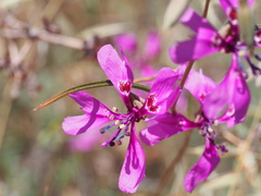 Clarkia xantiana