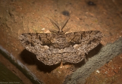 Hypomecis externaria