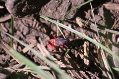 Dysdercus albofasciatus